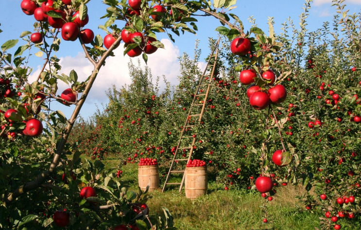apple orchard high density